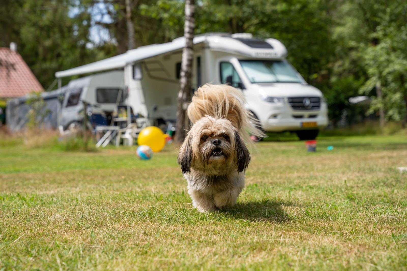 Hond