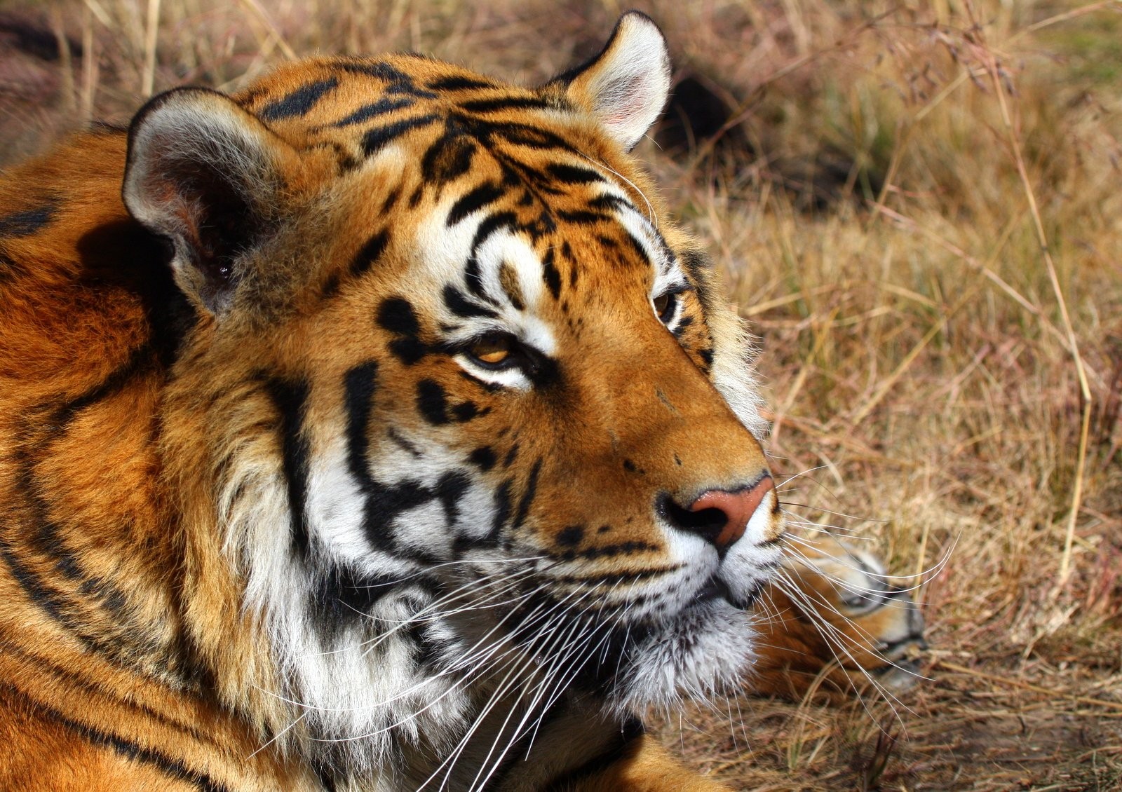 Wildlands Adventure Zoo Emmen